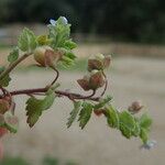 Veronica polita Fruit