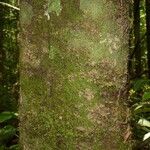 Abarema mataybifolia Bark