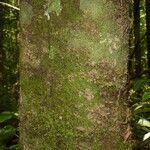 Abarema mataybifolia बार्क (छाल)