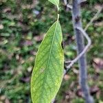 Magnolia virginiana Blatt