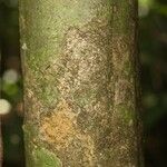 Cheiloclinium cognatum Coajă