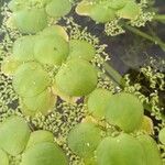 Hydrocharis laevigata Blatt