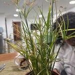 Cyperus papyrusFolha