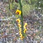 Bossiaea scolopendria Цвят