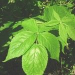 Rubus allegheniensis List