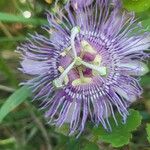 Passiflora incarnata 葉