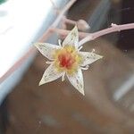 Graptopetalum superbum Çiçek