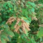 Flemingia strobilifera Leaf