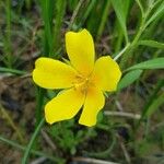 Ludwigia grandiflora Blüte