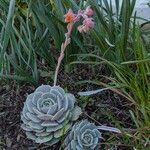 Echeveria elegansLevél