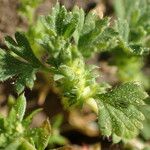 Alchemilla arvensis Blad