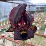 Iris atropurpurea Fleur
