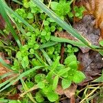 Stellaria mediaFolha