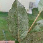 Croton sellowii Hoja