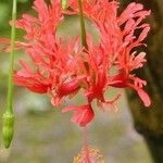 Hibiscus schizopetalus 花