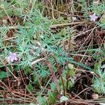 Geranium columbinum Pokrój