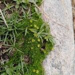 Cherleria sedoides Flower