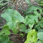 Phlomoides tuberosa Hábito