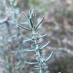 Teucrium dunense Hoja
