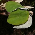 Helicteres baruensis Yaprak