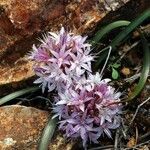 Allium yosemitense Floare
