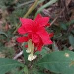 Amasonia campestris 花