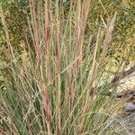 Tripidium ravennae Habit