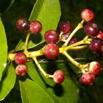 Dendropanax arboreus Fruto