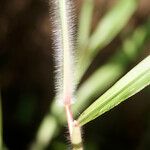 Paspalum paniculatum Kéreg