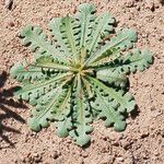Launaea capitata Feuille