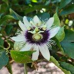 Passiflora edulis പുഷ്പം