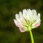 Trifolium nigrescens Blüte