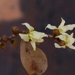 Hexalobus monopetalus फूल
