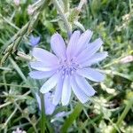 Cichorium endiviaപുഷ്പം