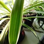 Chlorophytum comosumList