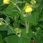 Calceolaria plectranthifolia عادت داشتن