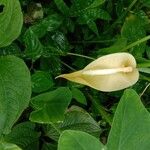 Colocasia esculenta Bloem