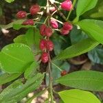 Erythroxylum coca Blad