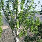 Betula papyrifera पत्ता