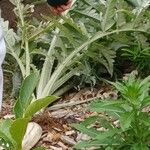 Amorphophallus paeoniifolius Fulla