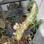 Opuntia triacanthos Folha