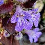 Ajuga pyramidalis फूल