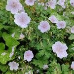 Geranium himalayense Habit