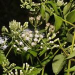 Chromolaena odorata Blatt