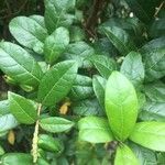 Combretum constrictum Leaf