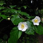 Calycanthus chinensis Λουλούδι