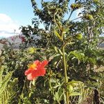 Hibiscus shirensis Flower