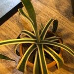 Agave americana Leaf