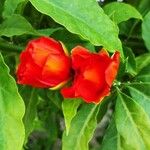 Pereskia bleo Flor
