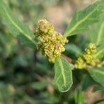 Oxybasis glauca ফুল